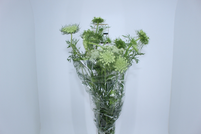 AMMI MAJUS