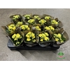 Kalanchoe Rosalie Amarillo 7Ø 15cm