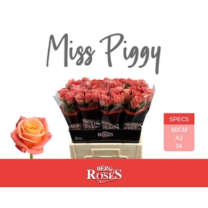 R GR MISS PIGGY+ @ A2 60 cm