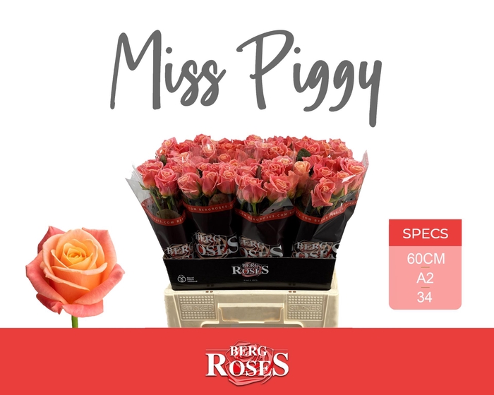 <h4>R GR MISS PIGGY+ @ A2 60 cm</h4>