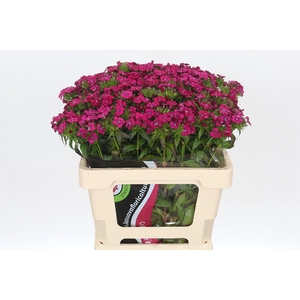 Dianthus Br Amazon Neon Cherry