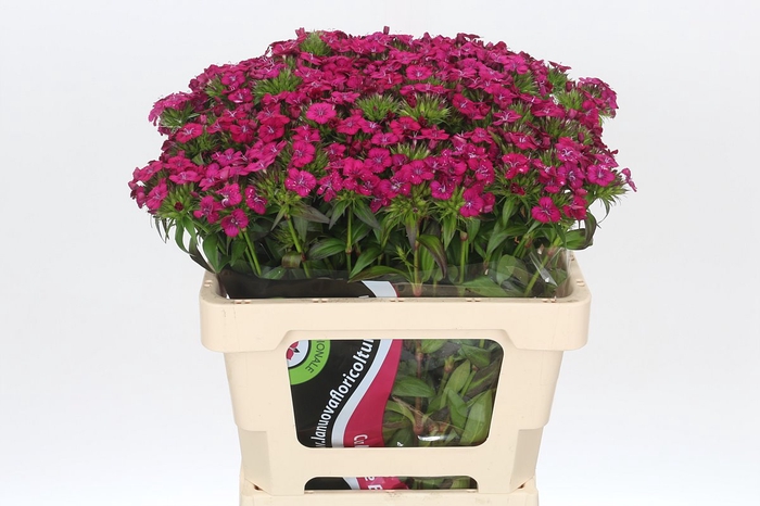 <h4>Dianthus Br Amazon Neon Cherry</h4>