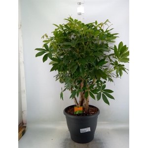 Schefflera arbor. 'Compacta'