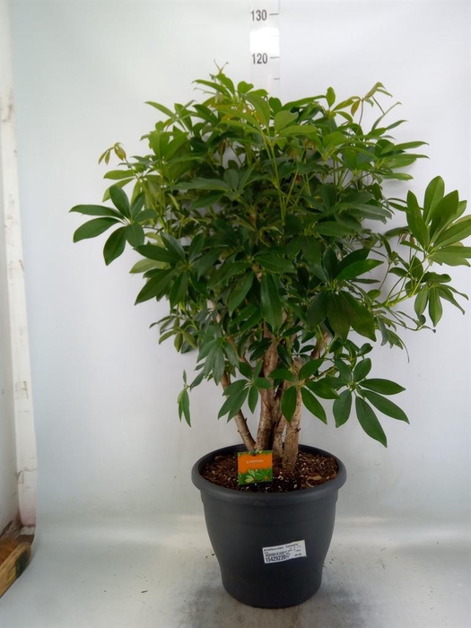 <h4>Schefflera arbor. 'Compacta'</h4>