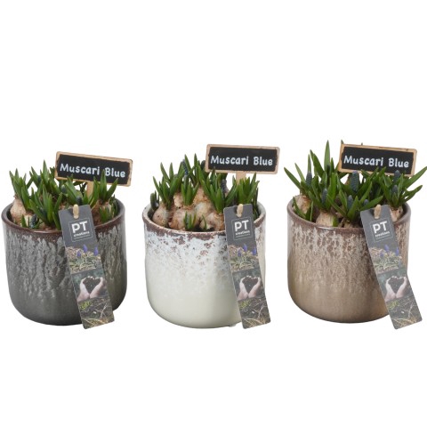 <h4>PTMB1081 Arrangementen Muscari</h4>