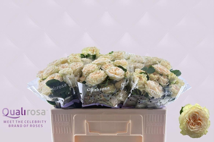 <h4>R Tr Summerrose -in box</h4>
