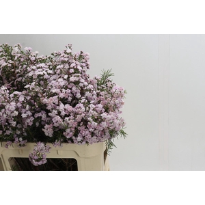 Chamelaucium Dancing Queen