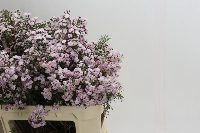 Chamelaucium Dancing Queen