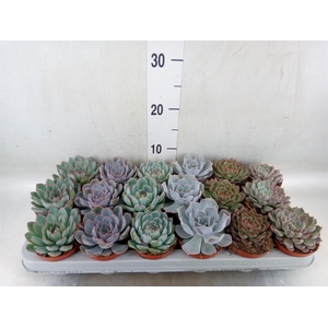 Echeveria   ...mix