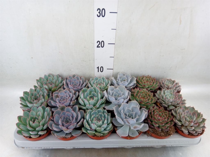 <h4>Echeveria ...mix</h4>
