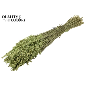 Avena per bunch Frosted Mint Green