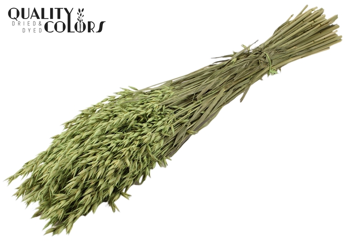 <h4>Avena per bunch Frosted Mint Green</h4>