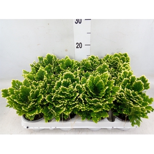 Selaginella martensii 'Jori'