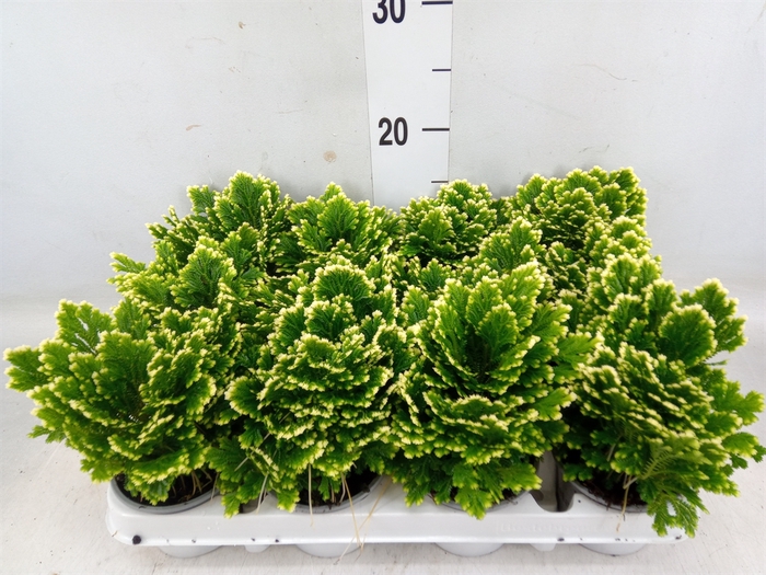 <h4>Selaginella martensii 'Jori'</h4>