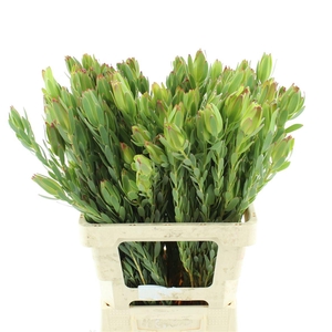 Leucad Procerum Spray