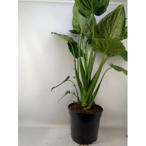 Alocasia cucullata