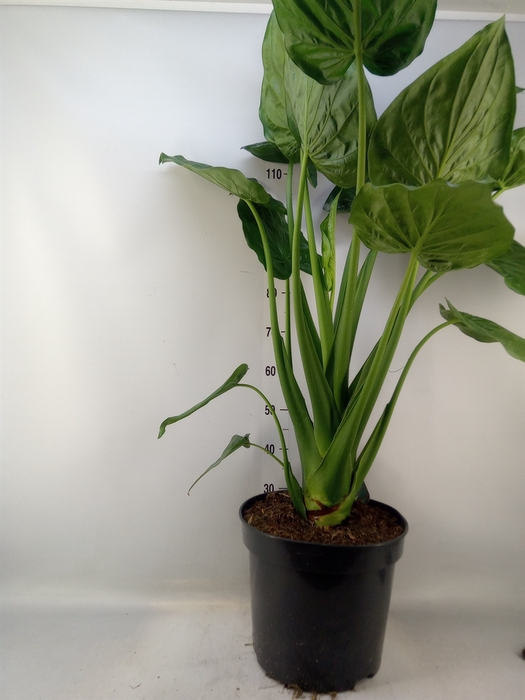 <h4>Alocasia cucullata</h4>