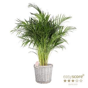 DYPSIS LUTESCENS P26 BASKET