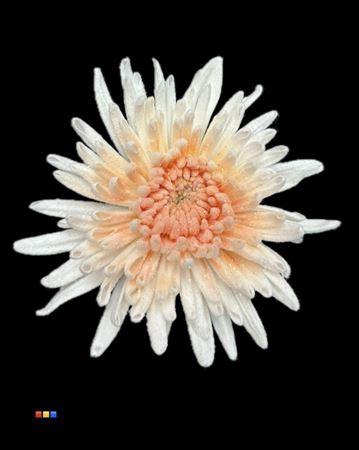 <h4>Chr G Marshmallow Apricot</h4>