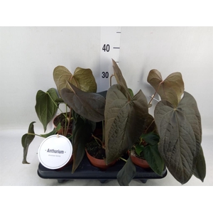 Anthurium   ...