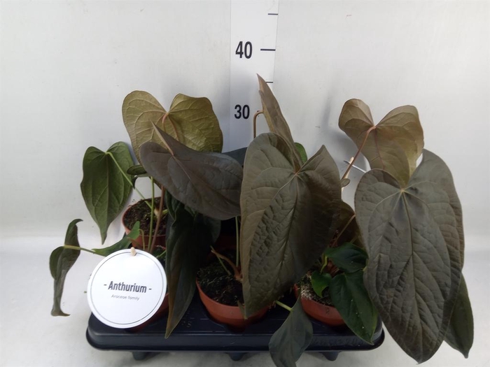 <h4>Anthurium   ...</h4>