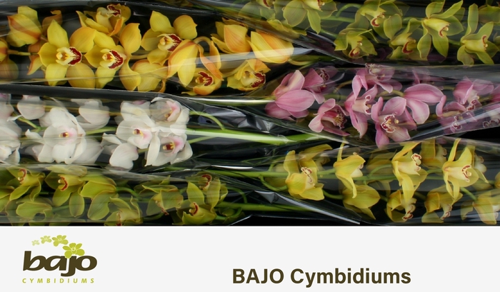 <h4>CYMB T GEM</h4>