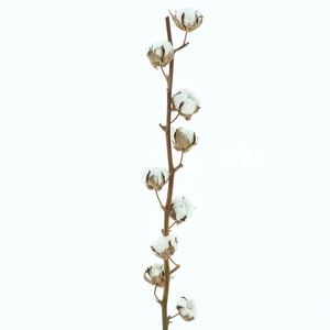 Gossypium Wit 10 Balls