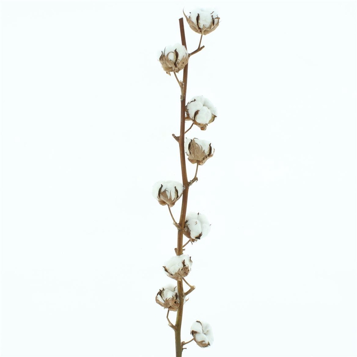 <h4>Gossypium Wit 9 Balls</h4>