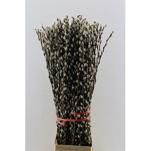 Salix Ca Snow Flake