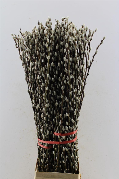 <h4>Salix Ca Snow Flake</h4>