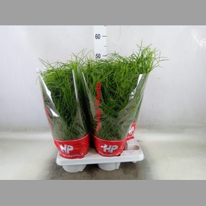 Rhipsalis baccifera 'Oasis'