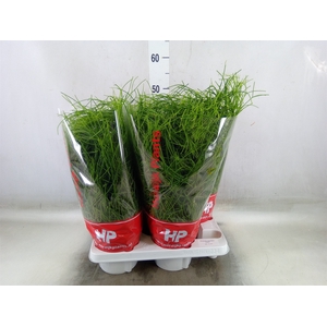 Rhipsalis baccifera 'Oasis'