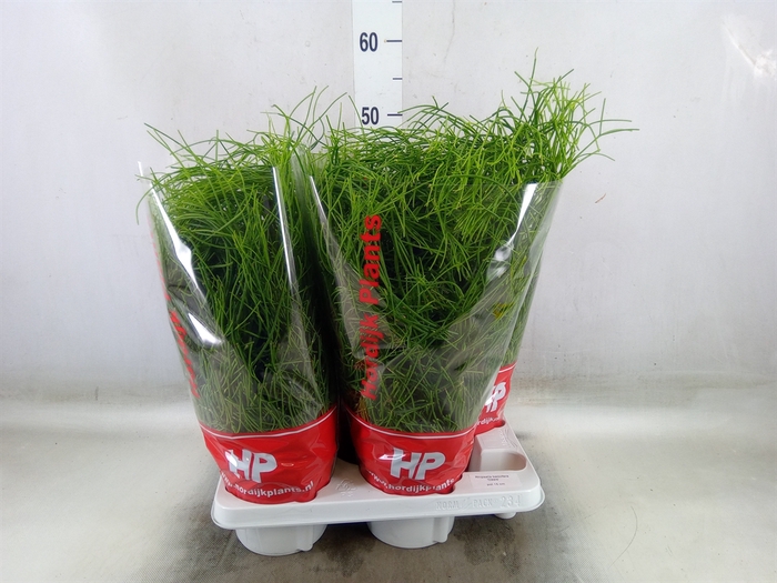 <h4>Rhipsalis baccifera 'Oasis'</h4>