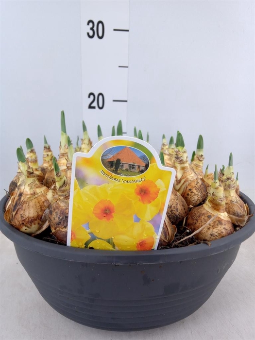 <h4>Narcissus ...</h4>