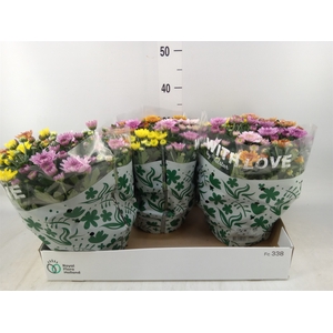 Chrysanthemum  'Elixer'