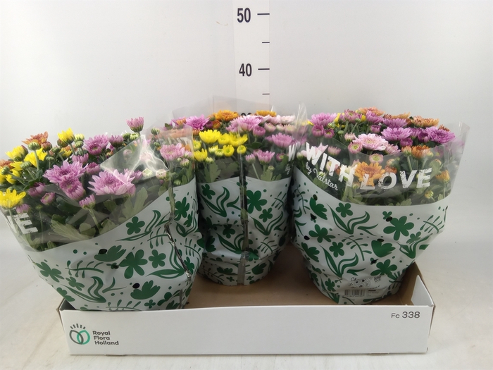 <h4>Chrysanthemum  'Elixer'</h4>