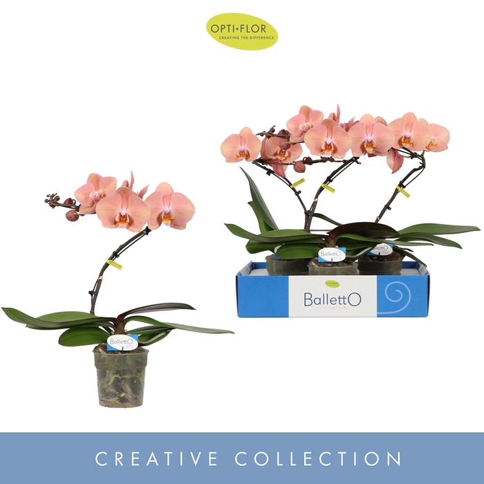 <h4>Phalaenopsis overig zalm</h4>