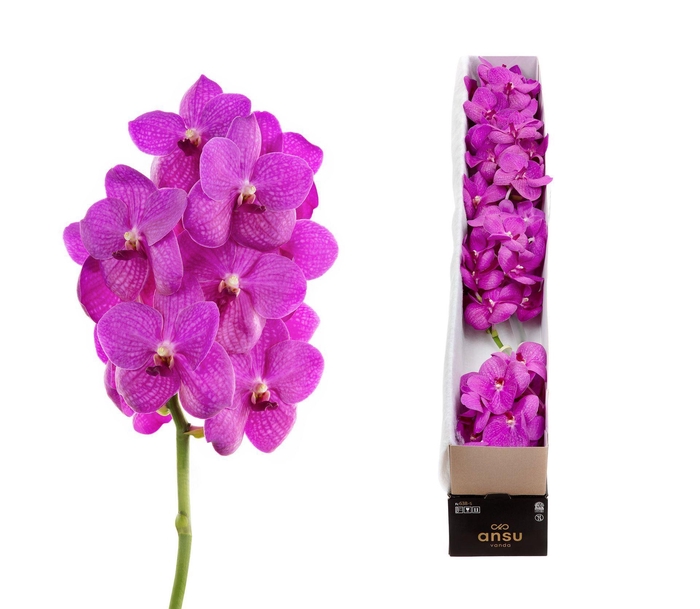 <h4>Vanda 'Nitaya Hot Fuchsia'</h4>