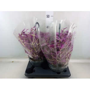 Tradescantia zebr. 'Pink Paradise'