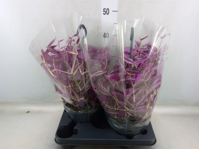 <h4>Tradescantia zebr. 'Pink Paradise'</h4>