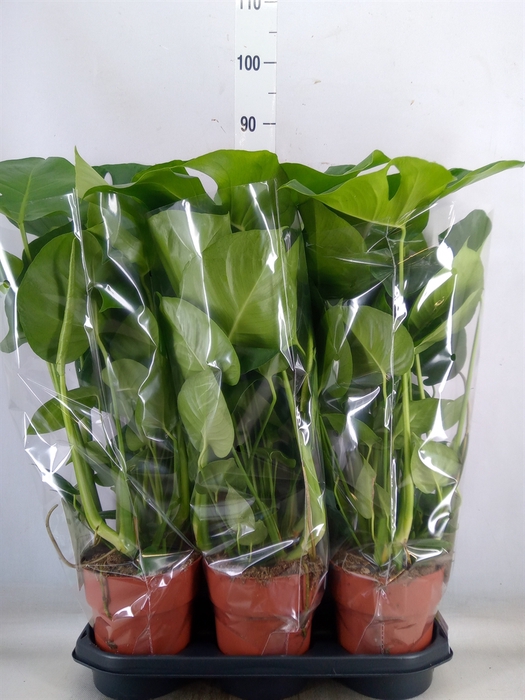 <h4>Monstera delic.</h4>