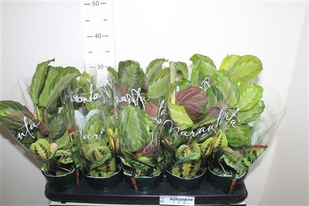 <h4>Maranta Exclus Grey</h4>
