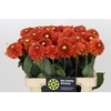 Dahlia Orange Fox