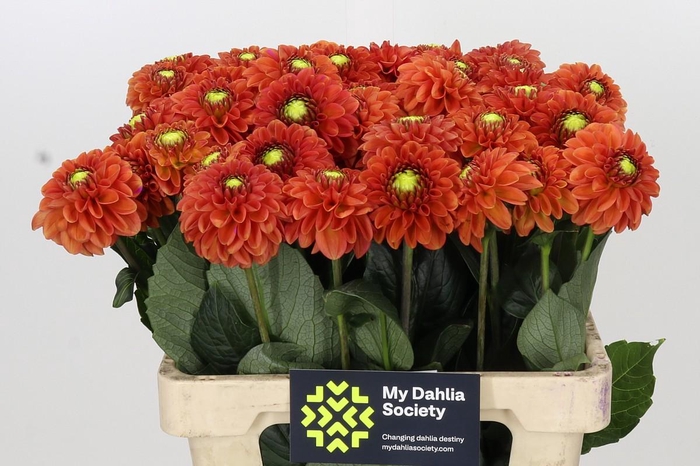 <h4>Dahlia Orange Fox</h4>