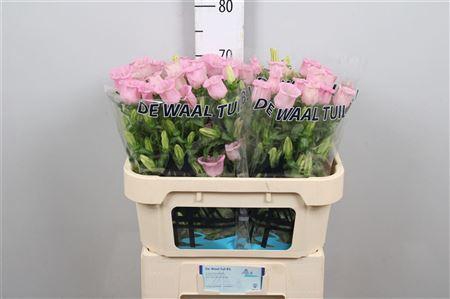 <h4>Camp M Pearl Pink</h4>