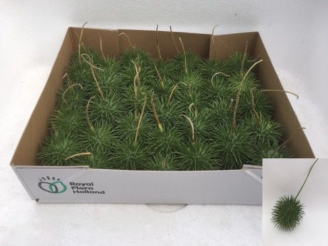 <h4>Cucumis Hirsutus Swinkels</h4>