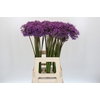 Allium Gladiator