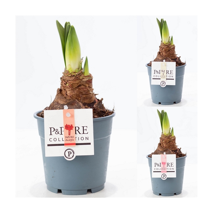 <h4>Hippeastrum mix P&PURE Collection</h4>