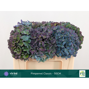 Hydr Pimpernel Classic 50 cm Vicini