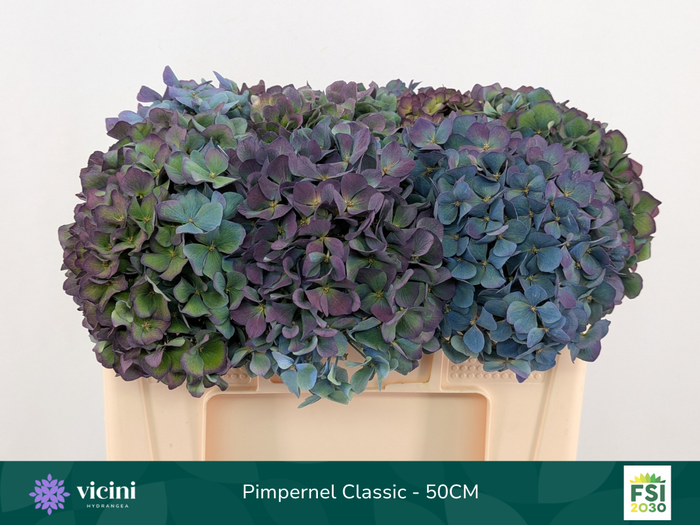 <h4>Hydr Pimpernel Classic 50 cm Vicini</h4>